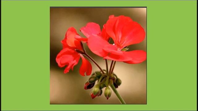 Легенда о герани смотреть онлайн