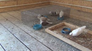 хрипы у голубей. эффективный препарат Польодоксин