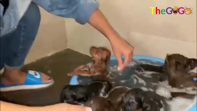 Sick Mama Dog Exhausted, Her Body Full of Maggots But Still Work Hard to Take Care of Her Cubs смотреть онлайн