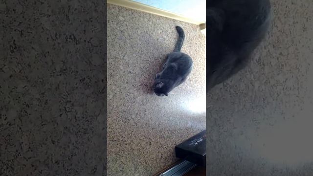 Кот тупит смотреть онлайн
