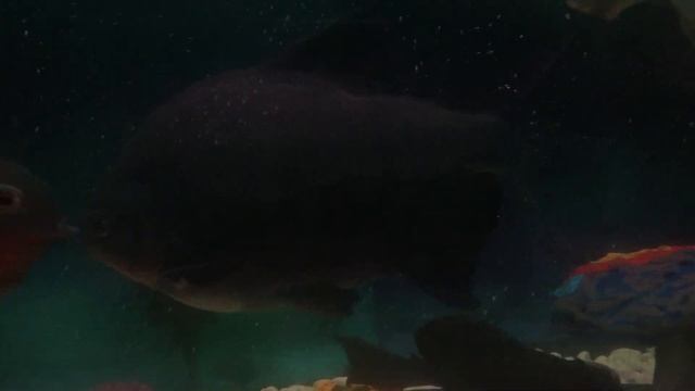 Паку красный смотреть онлайн