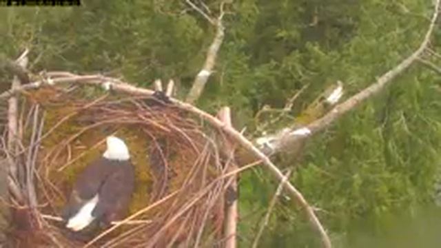 HWF Harrison Mills South Eagle Cam смотреть онлайн
