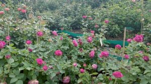 Обзор и описание розы Фрайфрау Каролина - Freifrau Caroline (Kordes 2017)_.mp4