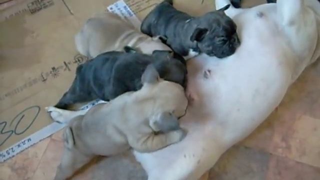 щенки французского бульдога смотреть онлайн