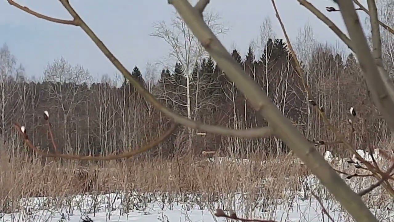 Ловля птиц. 9 апреля 2022 год. смотреть онлайн