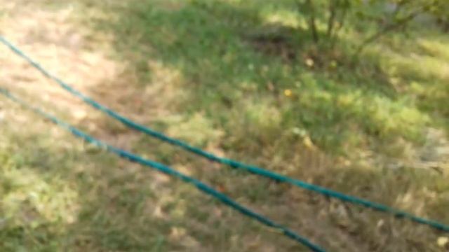 Мускусные утята/вес в 2 месяца смотреть онлайн