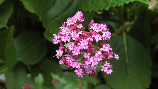 Love's Romance - Melodius Pieces (Wilhelm Popp) flute : Kirio Matsuda смотреть онлайн
