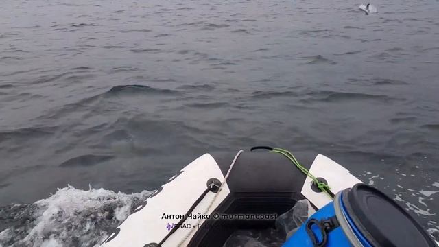 беломордые дельфины в Баренцевом море смотреть онлайн