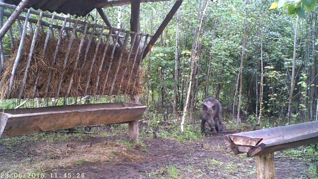Небольшой секач смотреть онлайн