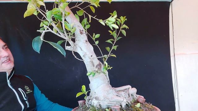 BONSAI FICUS INJERTO Y DE FOLIADO * смотреть онлайн