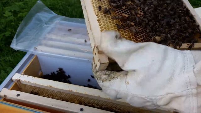 НУКЛЕУС ИЗ УЛЬЯ ППУ НИЖЕГОРОДЕЦ. КУДА ДЕТЬ МАТОЧНИКИ.Видео 1 смотреть онлайн