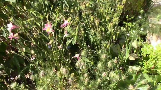 Random Stuff - Doggo Getting Better & A Garden Wander смотреть онлайн