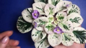 Фиалки обзор на коллекцию мини