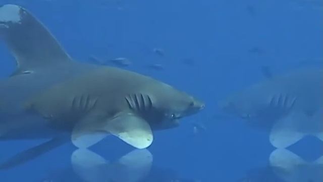 Длиннокрылая акула - Калейдоскоп смотреть онлайн
