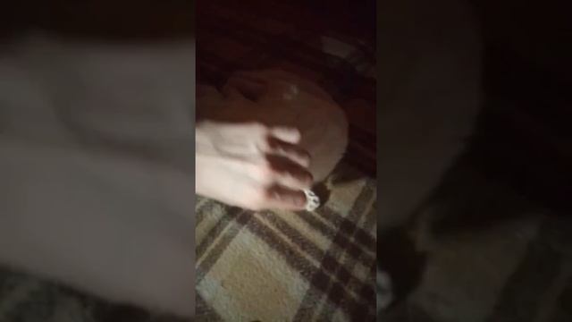 Отдам кота альбиноса город Шелехов смотреть онлайн