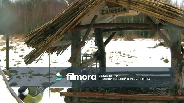 Гаичка и большая синица смотреть онлайн
