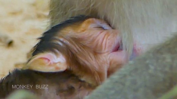 Sweet Milk.. Adorable newborn baby monkey Billy Jr peaceful sleep enjoy milk, Bertha well nursing
