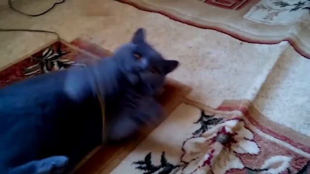 Это была моя старая кошка но её уже нету с нами?