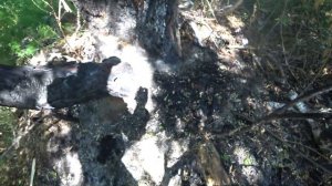 ЛОВЛЯ БРОДЯЧИХ РОЁВ В ЛОВУШКИ, ПРОВЕРКА, ПЕРВЫЙ УЛОВ, ЗАЕХАЛ НА ТОЧЁК.  1 Часть.