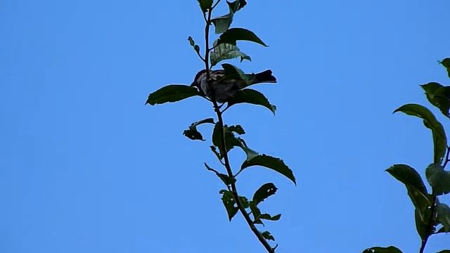 Test Panasonic Lumix DMC FZ38 смотреть онлайн