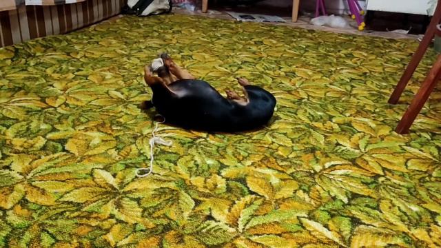Тюша в деревне и прабабушка на заднем фоне смотреть онлайн