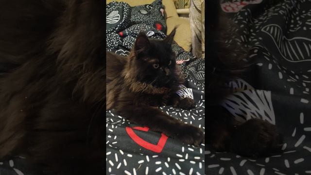 Котята Мейн Кун, чёрный солид, 3.5 мес. смотреть онлайн