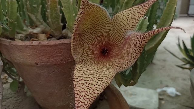 Stapelia gigantea смотреть онлайн