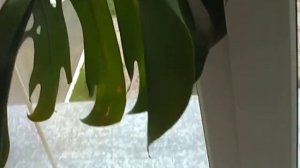 Моя монстера, уход за ней, и что делать с её воздушными корнями?!