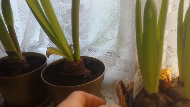 5) Amaryllis Update 20 December 2016 смотреть онлайн