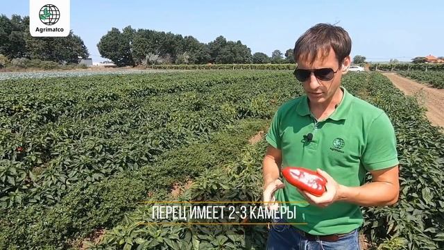 Сортотип "Капия" от Duna-R: новая тенденция на рынке перцев смотреть онлайн