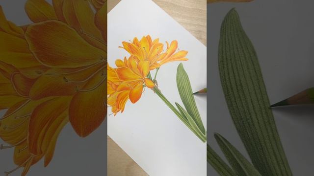 평화나루도서관 회원님의 아름다운 군자란 모작🧡💛💚 #ikba교재 #보태니컬아트 #보테니컬아트 #꽃그림 #취미미술 #색연필그림 #botanicalart #세밀화 #꽃 смотреть онлайн
