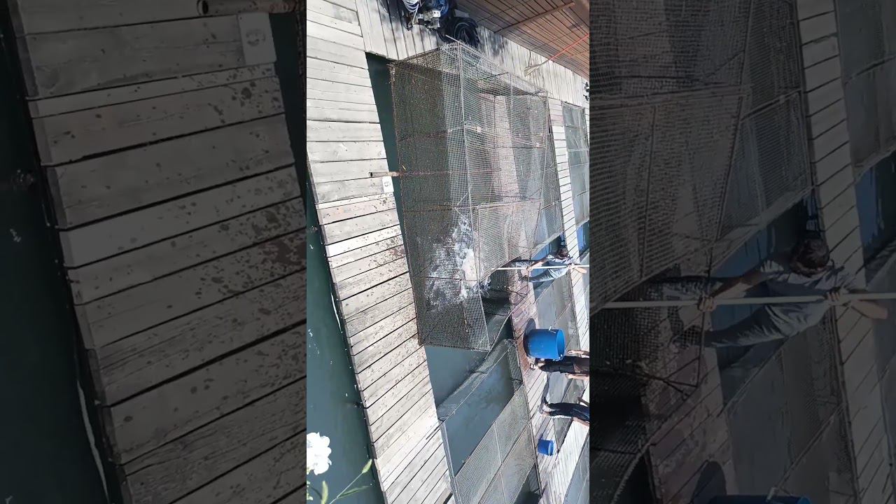 форелевое хозяйство Дагестан смотреть онлайн