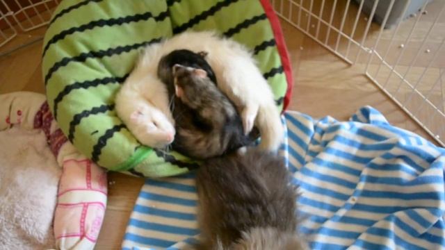 Мои сплюшки смотреть онлайн