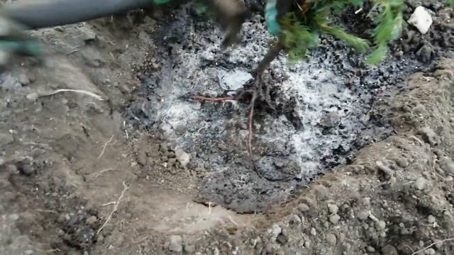 Как посадить ЕЛКУ правильно. Советы от Евгении