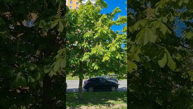 ? Каштаны в Москве смотреть онлайн