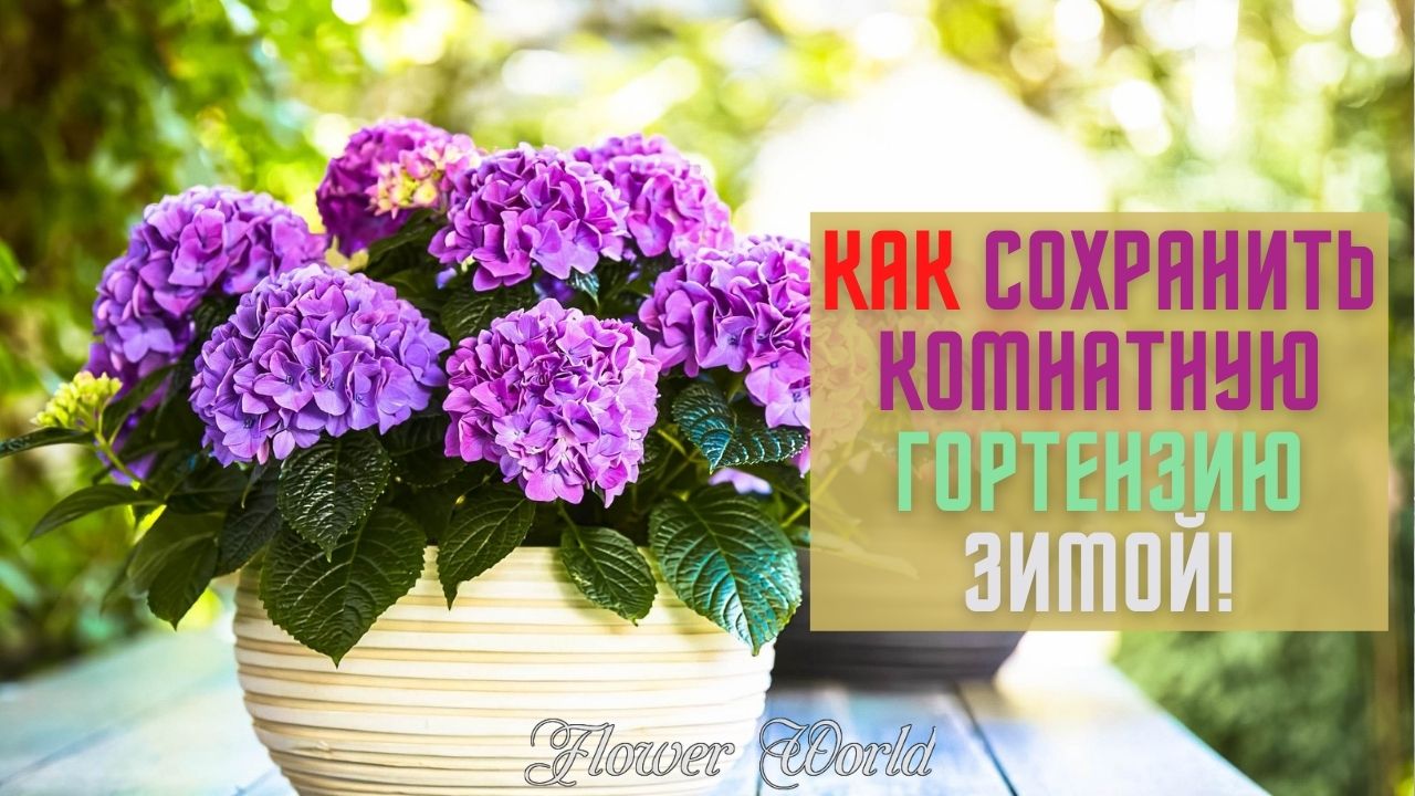 Как сохранить комнатную гортензию зимой!🚑