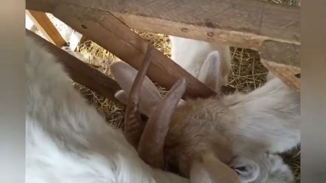 Весенний зелёный борщ/// И снова козы//