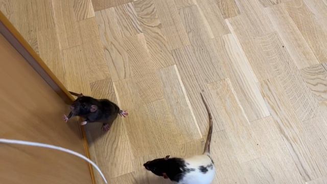 Крысята игривые котята смотреть онлайн