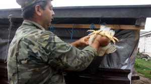 КОББ-500 Правильный забой и потрясающие результаты. Конус для забоя птицы своими руками.