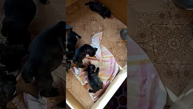 щенки французского бульдога 19.09.21 смотреть онлайн