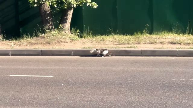 Котяра в "противогазе" смотреть онлайн