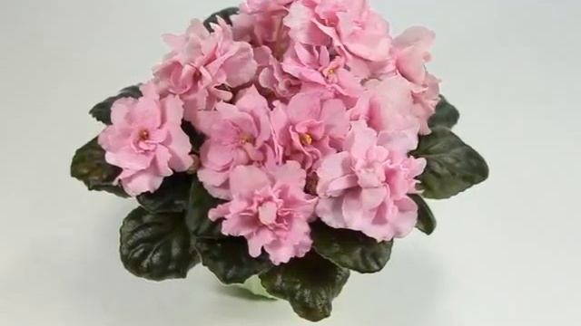 Фиалка РС-Гертруда смотреть онлайн