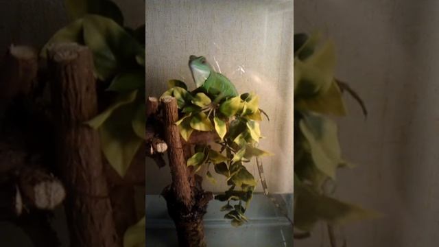 Водяная агама. Брачный танец (?) смотреть онлайн