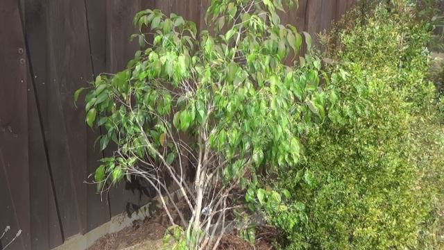 Birkenfeige geht ein Birkenfeige Ficus Benjamini verliert blätter Birkenfeige retten смотреть онлайн