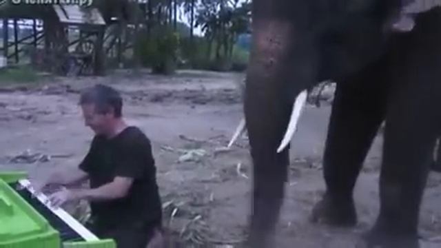 Слон играет на пианино смотреть онлайн