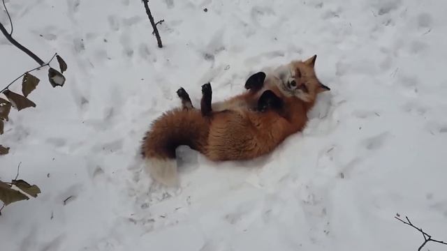 Ли Сяо / Alice the Fox Лиса Алиса (Подруги Еда!!) смотреть онлайн