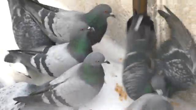 Порадовал голубей зимой сухим горохом
