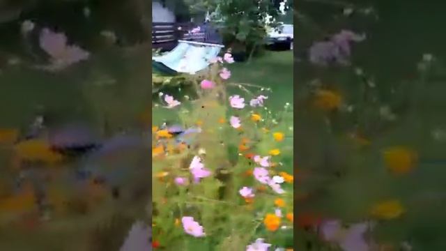 Кот охотник поймал птицу в полёте.