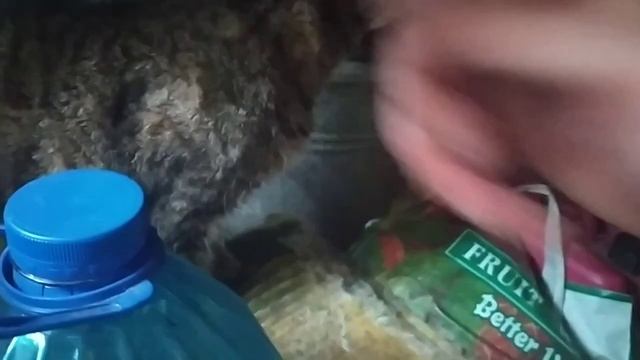 КОШКА МУРКА ПОМОГАЕТ ГОТОВИТЬ ЕДУ ГОЛУБЯМ. ЛУЧШАЯ КОГТЕТОЧКА ДЛЯ КОШКИ смотреть онлайн