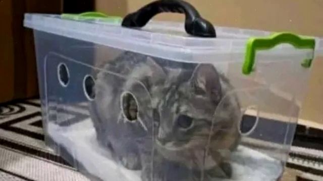 Почему нельзя перевозить кошку в обычной сумке смотреть онлайн